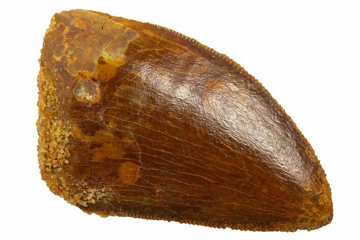 Serrated, Juvenile Carcharodontosaurus Tooth - Morocco #329874